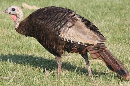 El sábado inicia caza del guajolote silvestre