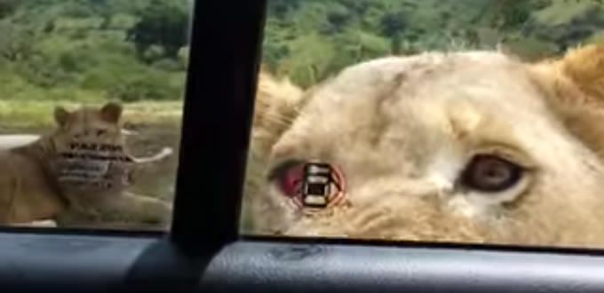 VIDEO: Le&oacute;n abre puerta de carro safari y aterra a familia en Sud&aacute;frica